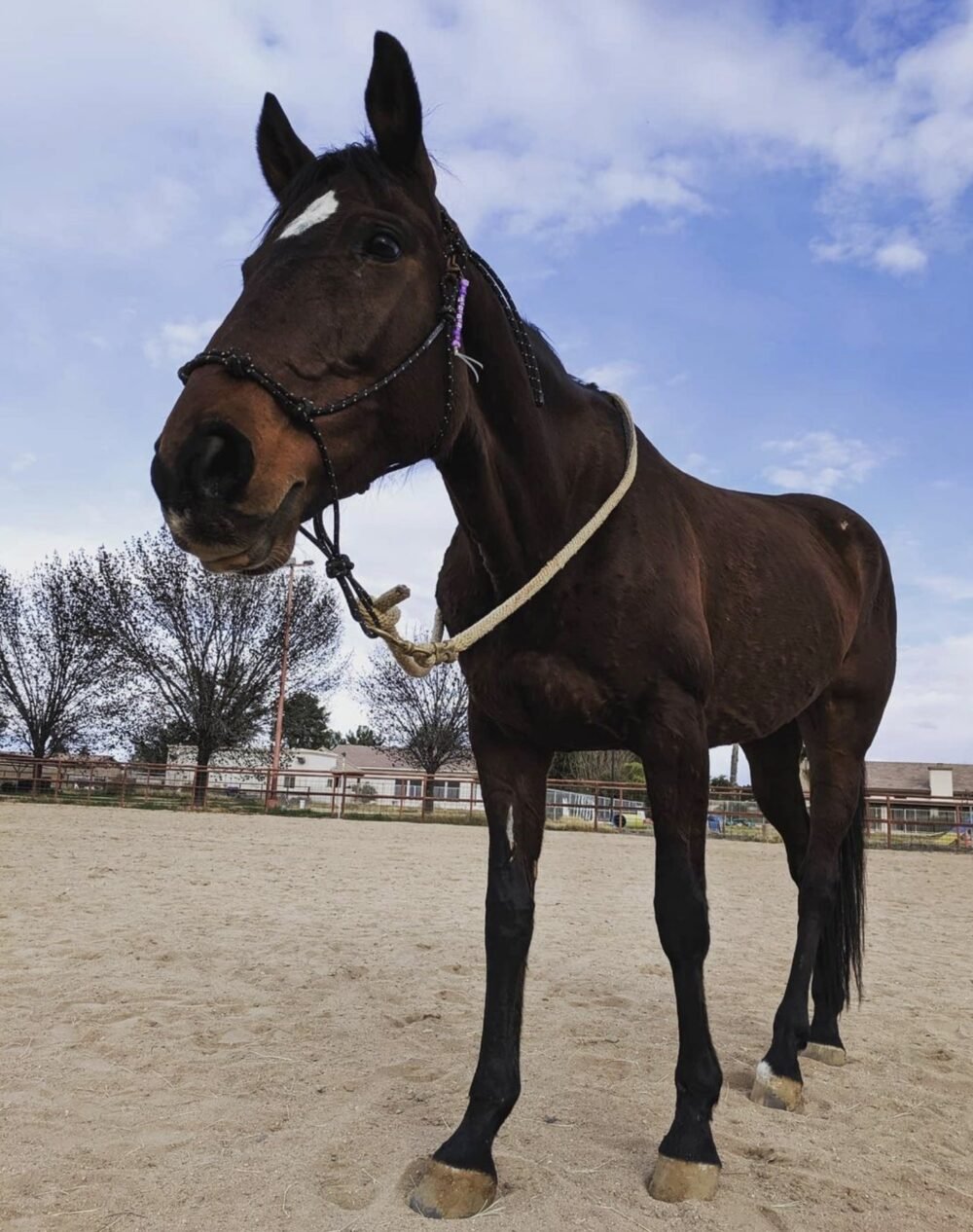 egala certified therapy horse