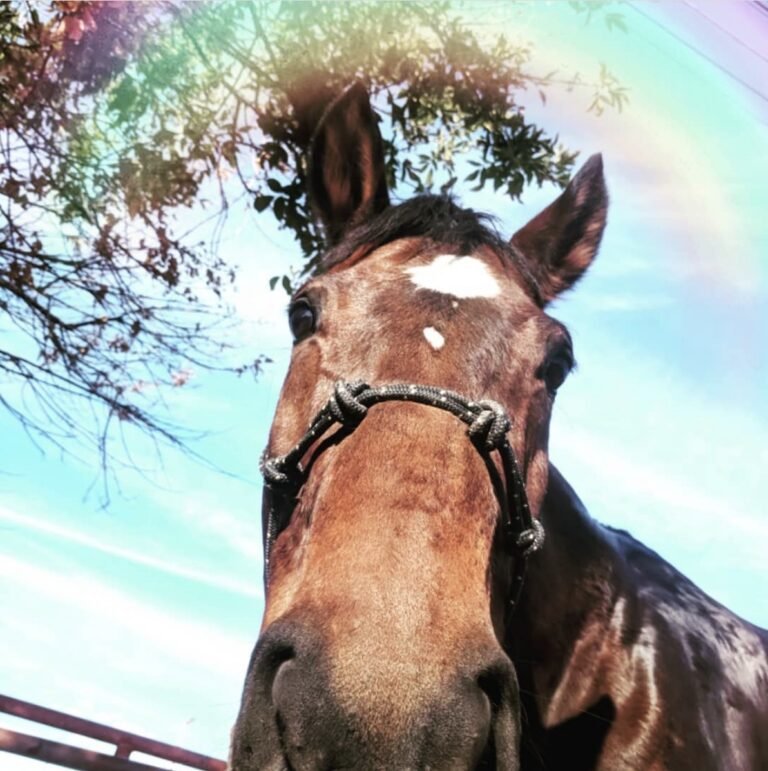 Alma Vida Ranch has the best therapy horses