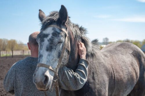 everyone can make a connection with horses and learn how to be happy