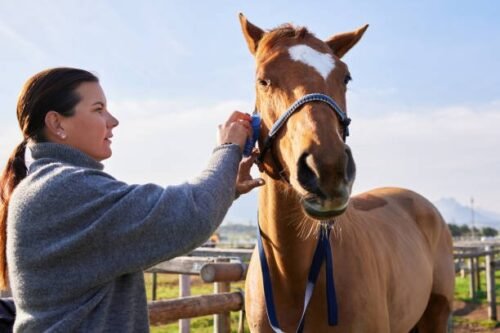 working with horses is a great therapy